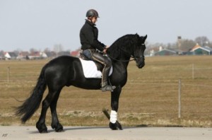 Создать мем: horse, pferd, dressage