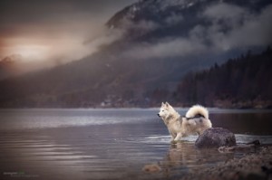 Создать мем: husky dog, haski, siberian husky