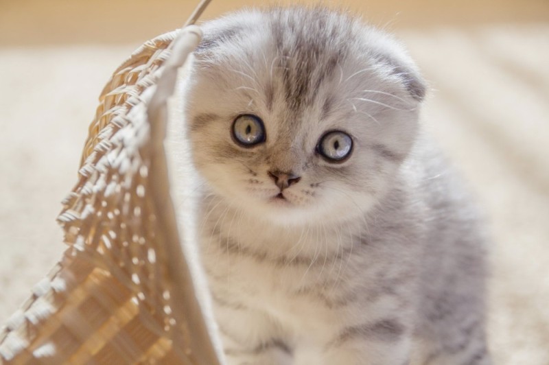 Create meme: Scottish fold kittens , fold kittens , the scottish fold kitten