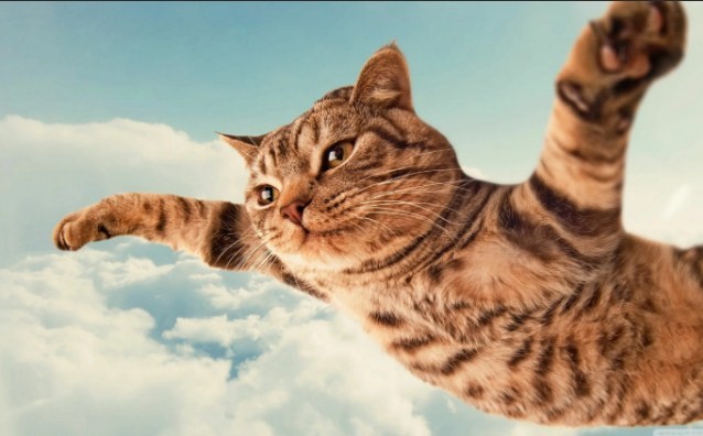 Создать мем: кошка летит, кошка в полете, летающий кот
