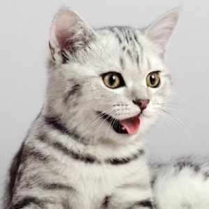 Создать мем: кошка, американская короткошерстная кошка табби, американская короткошерстная табби