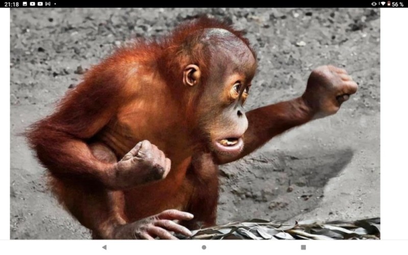 Create meme: little orangutan, monkey orangutan, orangutan monkey