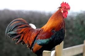 Create meme: rooster barnyard, roosters different breeds photo, rooster