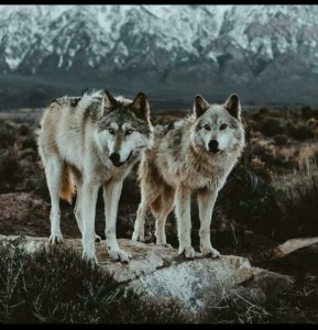 Создать мем: тундровый волк, волк сибирский, волк
