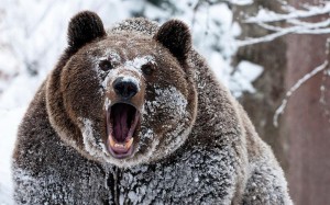 Создать мем: медведь гризли, медведь гризли зимой в лесу, медведь в снегу