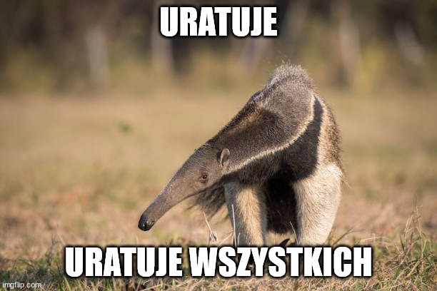 Create meme: anteater, giant anteater, anteater 