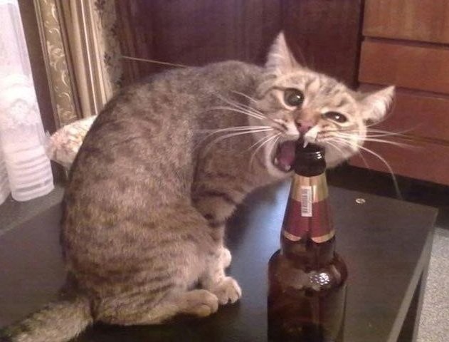 Create meme: cat with beer, the cat is an alcoholic, cat 
