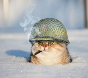 Create meme: Army Cat