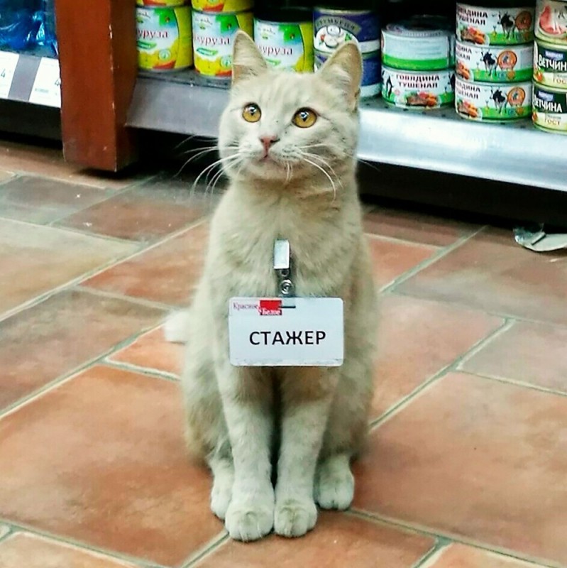 Create meme: cat Intern, the cat in the store, cats with captions 