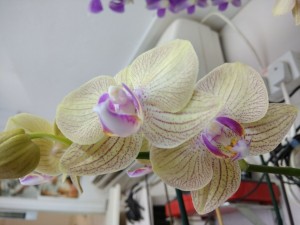 Create meme: orchid, Phalaenopsis, orchids