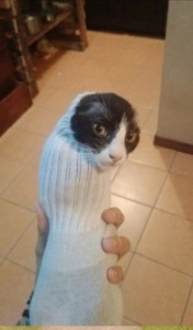 Создать мем: кот в носке, Кошка, кошки смешные