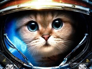 Создать мем: кот япония, funny space, кот шредингера
