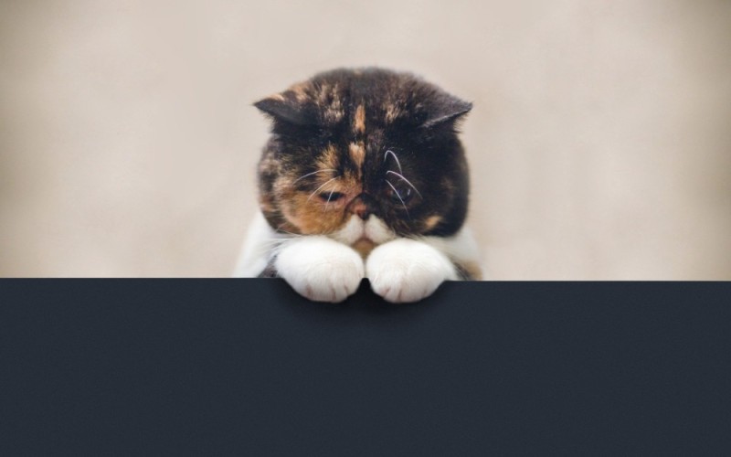 Создать мем: очень грустный котик, грустный котик, очень грустный кот