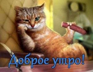 Создать мем: кот деловой, кот, рыжий котяра