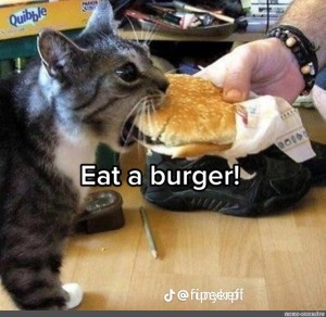 Create meme: the cat eats a burger, Kutna cat, cat 