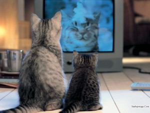 Создать мем: котик и телевизор, кошечка, кошки с эффектами