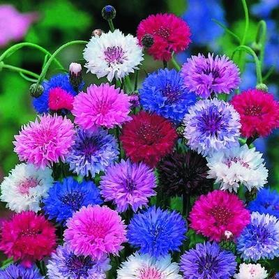 Create meme: cornflower terry mixture of colors, cornflower terry, seeds of gavrish cornflower border, a mixture of 0.2 g