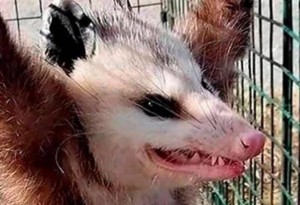 Create meme: MEM possum, opossums