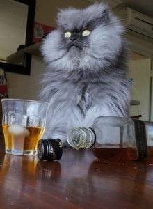 Create meme: Cat is an alcoholic grief in the family