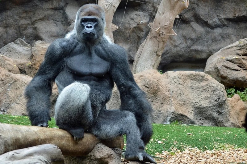 Создать мем: гигантская горилла, огромная горилла, самец гориллы
