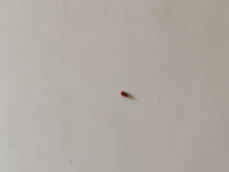 Create meme: A small red bug, a small red bug in the apartment, bugs