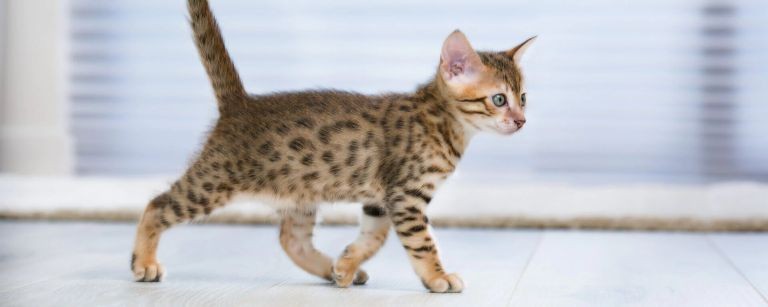 Создать мем: бенгальский котенок, кошки бенгальской породы, бенгальская кошка тигровая