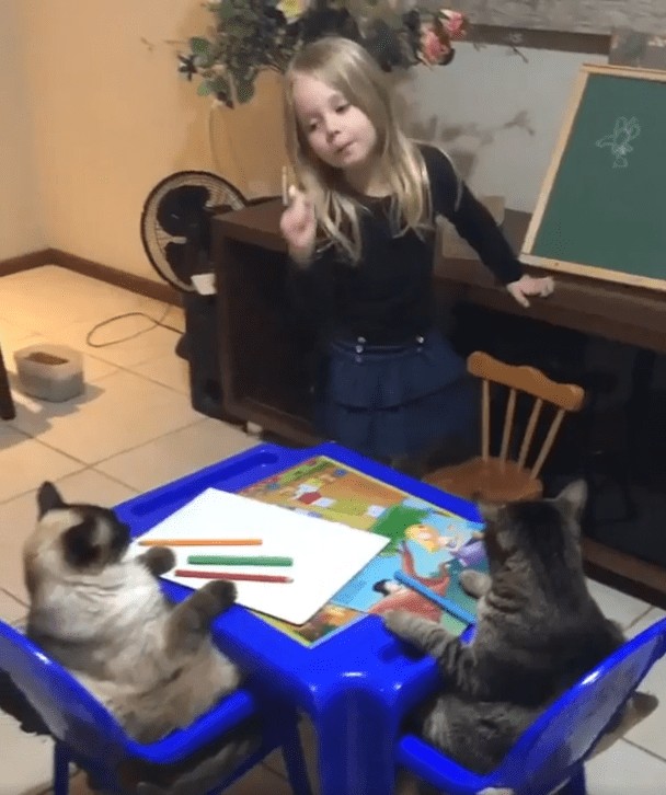 Create meme: cat , the cat is learning, cat at school