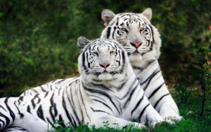 Create meme: animal, the Amur tiger, hayvanlar