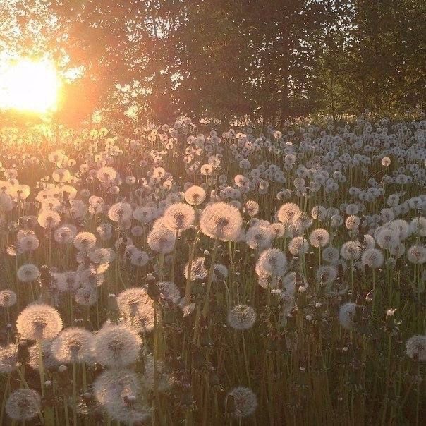 Create meme: field of dandelions, dandelions aesthetics, dandelion 