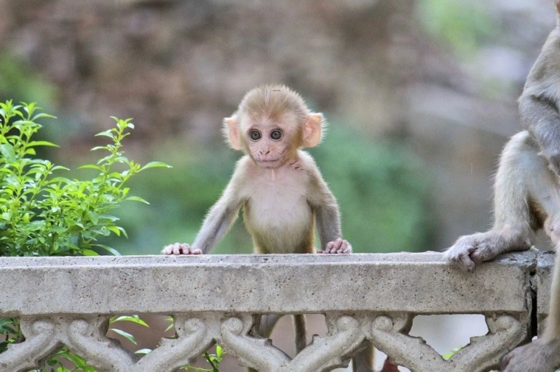 Создать мем: домашние обезьянки, маленькая обезьяна, маленькая обезьянка биби