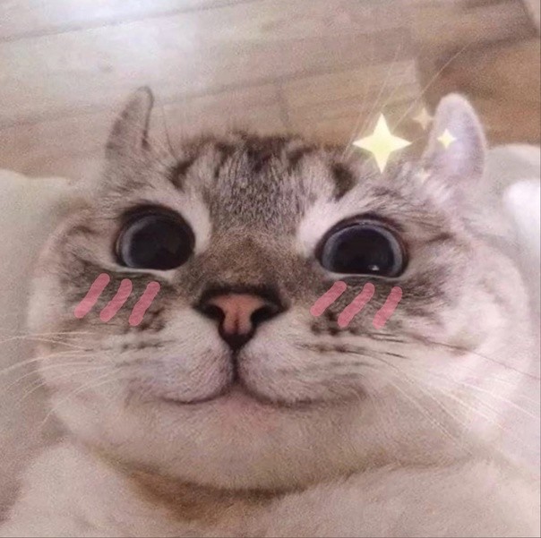 Create meme: cute cat is crying, the cute cat is smiling, cute cat