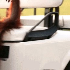 Create meme: a monkey driving a gif, orangutan driving, monkey behind the wheel