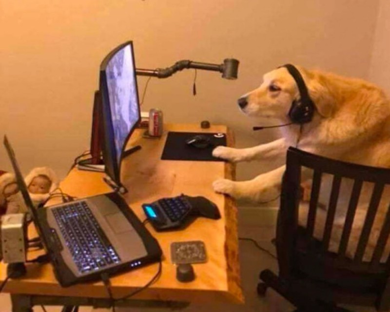 Создать мем: пес за компом, песик за компьютером, собака за компьютером мем