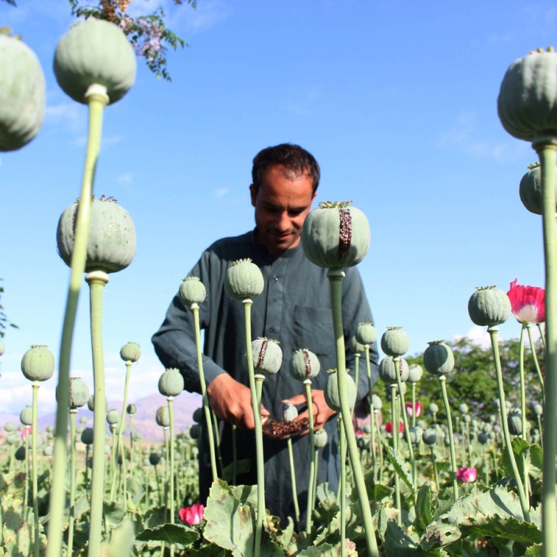 Создать мем: мужчина, афганистан опиум поля сырец, опиумный мак героин афганистане