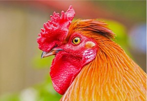 Create meme: fiery cock, the head of the cock, rooster