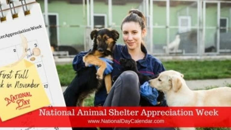 Создать мем: animal shelter, nyu launches wild animal welfare program, donate to the animal welfare fund