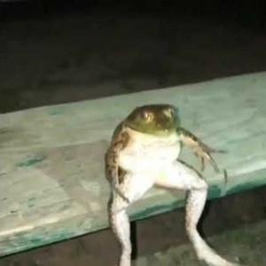 Создать мем: лягушка сидит на трубе, crazy frog axel f, обыкновенная лягушка