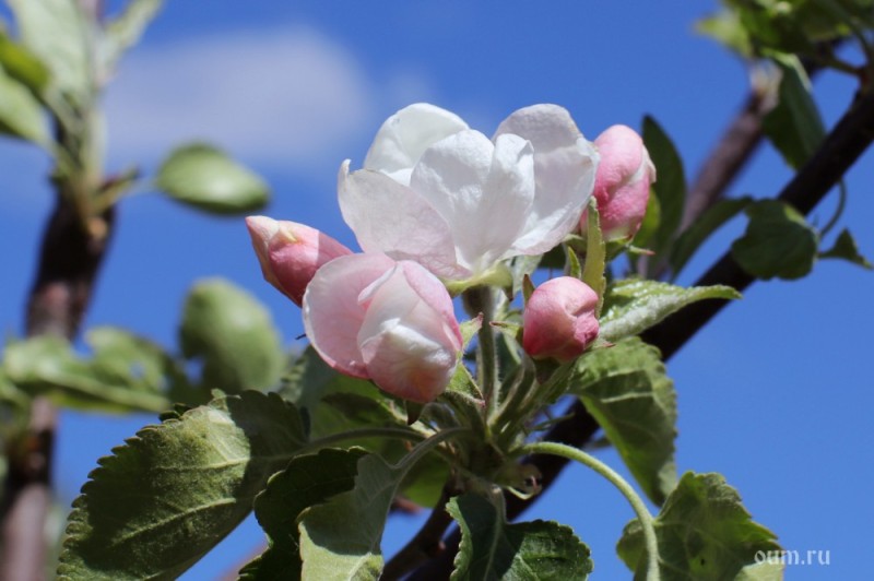 Create meme: The apple tree is a white rose, apple buds malus, blooming Apple tree