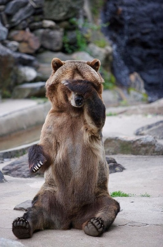 Create meme: grizzly bear , the bear is funny, The confused bear