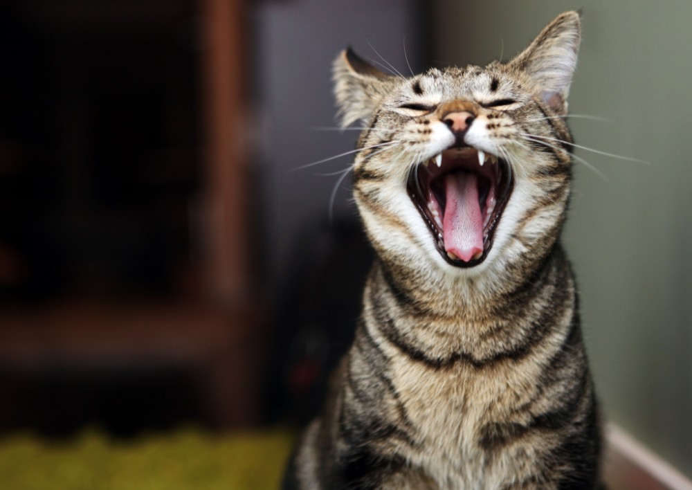 Create meme: cat , yawning cat, cat 