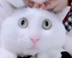 Create meme: seals, white cat, cat