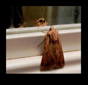 Create meme: sad mole, moth, moth