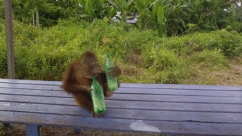Создать мем: обезьяна стирка, орангутан, пьяная мартышка