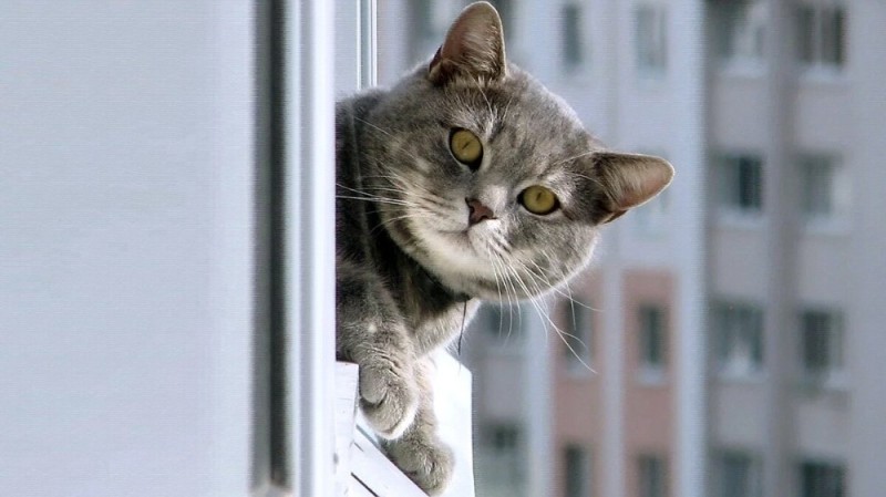 Create meme: the cat on the window, cat , the cat is sad at the window