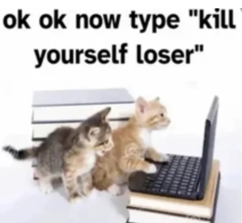 Создать мем: котик, cat cat, кошка с ноутбуком