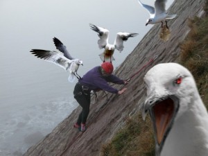Создать мем: нападение животных, птицы, bird