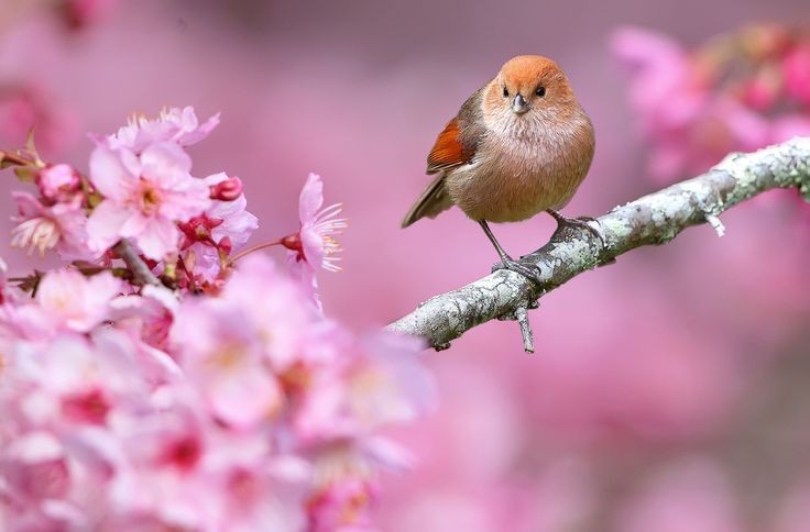 Create meme: spring birds, bird on a branch, spring birds