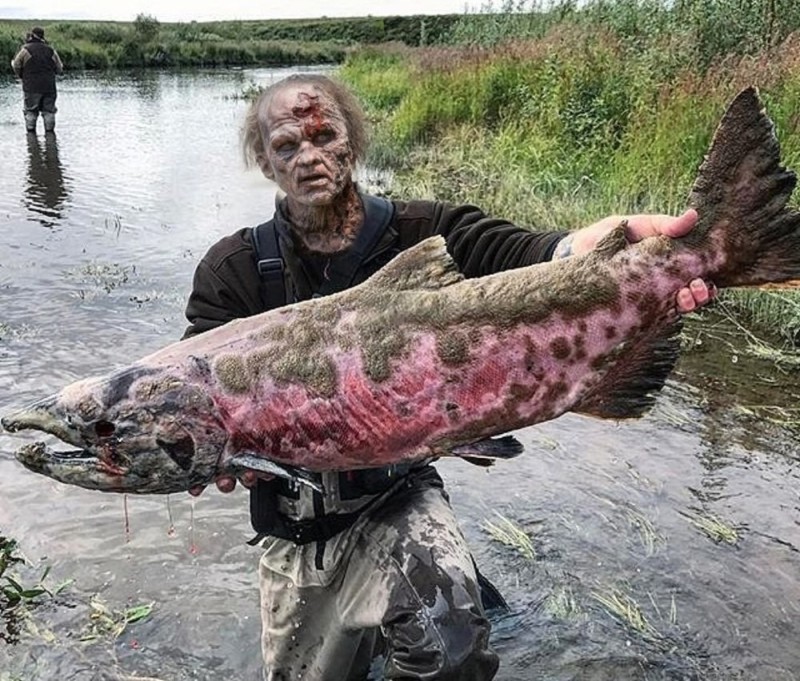 Create meme: mutant salmon, zombie fish, fish salmon