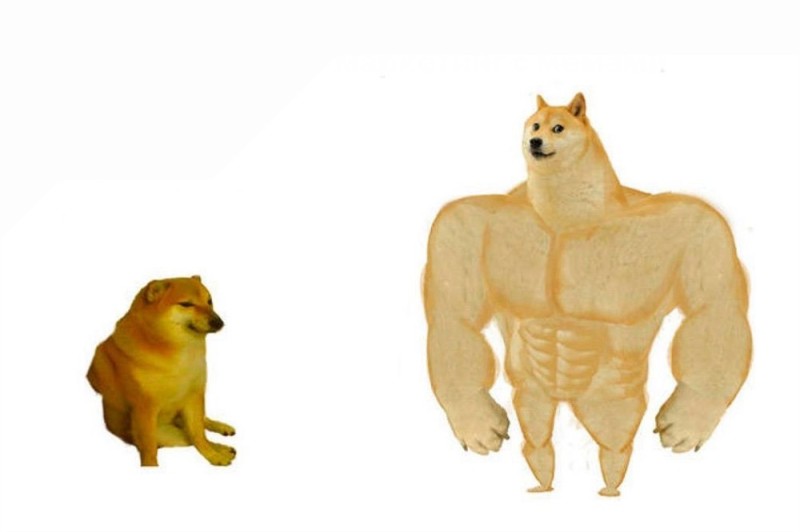 Create meme: a dog with muscles meme, the dog is a jock meme, inflated dog meme