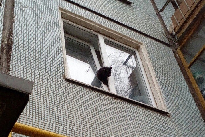 Создать мем: кот повесился на окне, падение из окна, кот задушился в окне